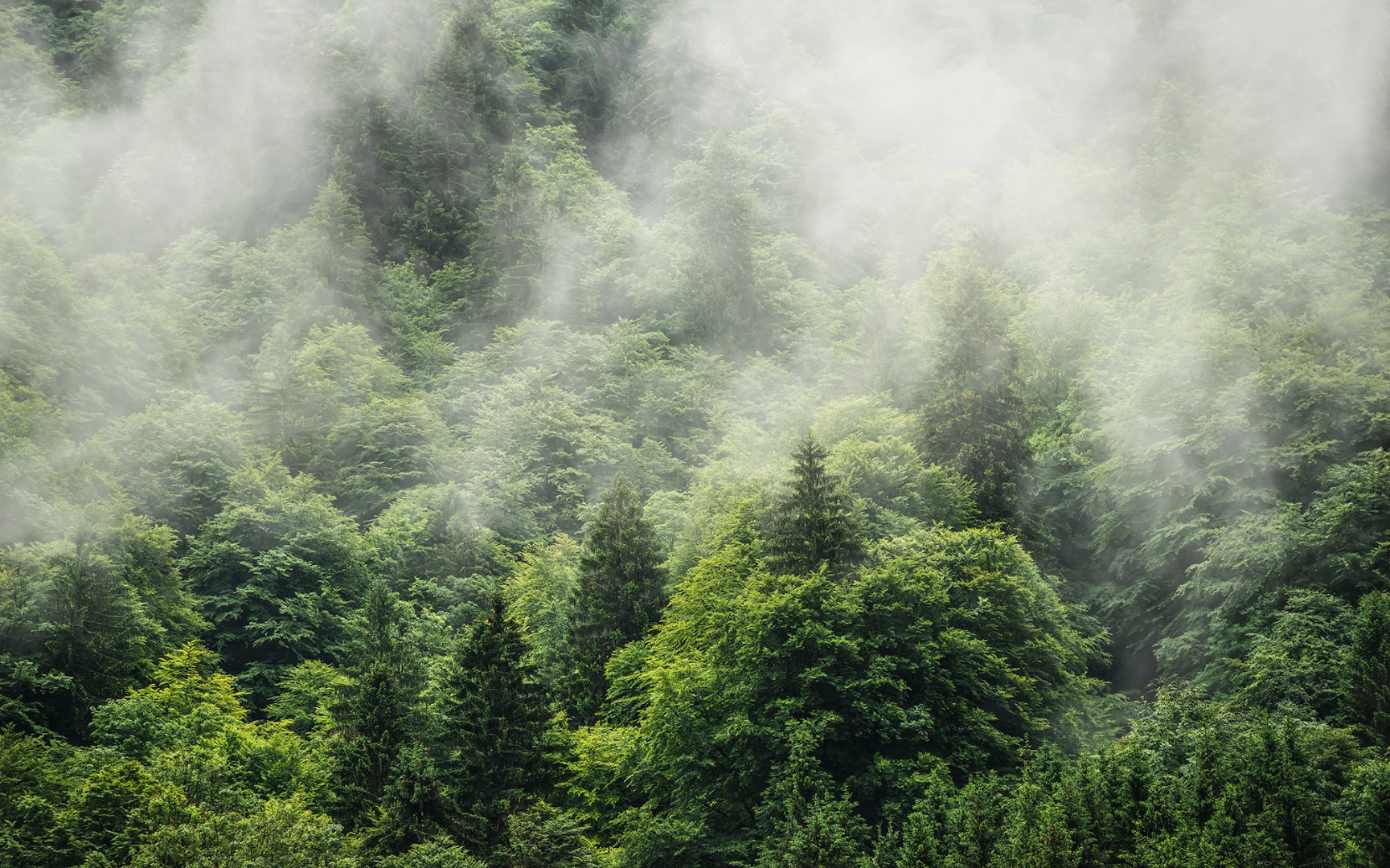 Фреска туманный лес
